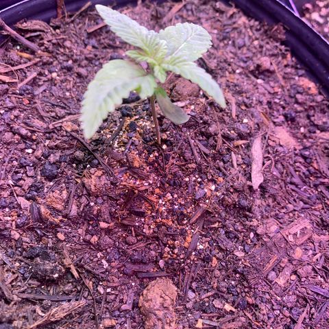 Slurricane #7 S1 growlog timeline photo