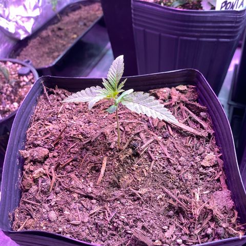 Slurricane #7 S1 growlog timeline photo