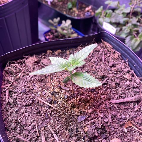 Slurricane #7 S1 growlog timeline photo
