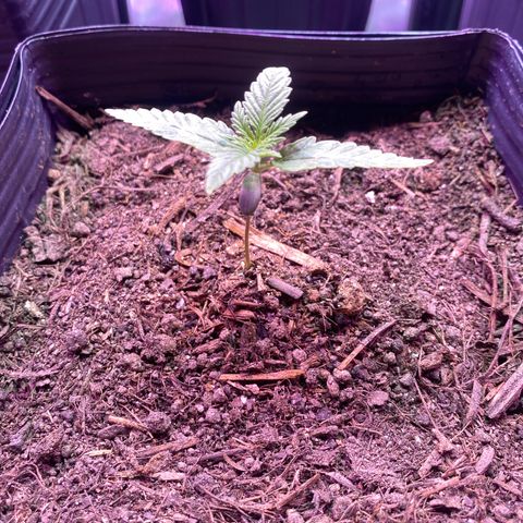 Slurricane #7 S1 growlog timeline photo