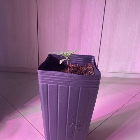Slurricane #7 S1 growlog timeline photo