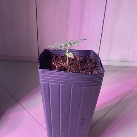 Slurricane #7 S1 growlog timeline photo