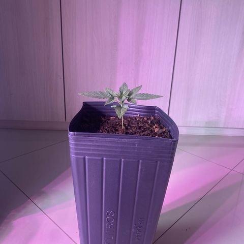 Slurricane #7 S1 growlog timeline photo