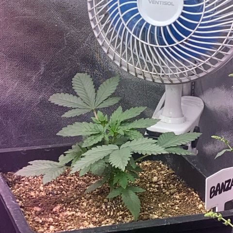 Insanity OG growlog timeline photo