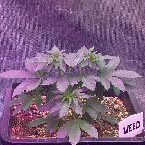Insanity OG growlog timeline photo
