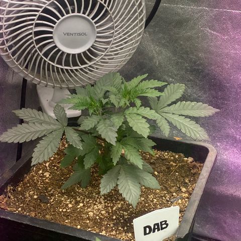 Insanity OG growlog timeline photo