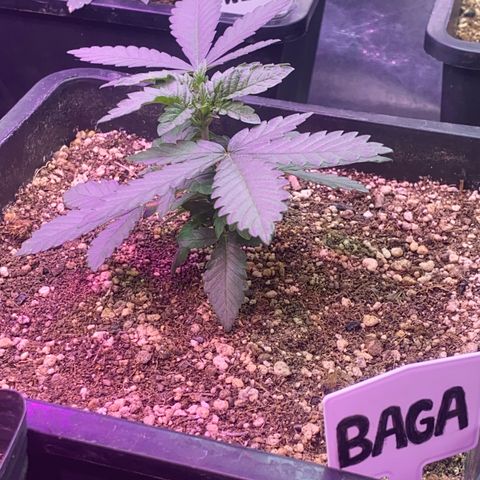 Insanity OG growlog timeline photo