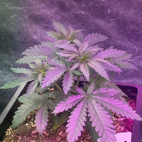 Insanity OG growlog timeline photo