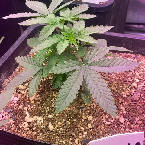 Insanity OG growlog timeline photo