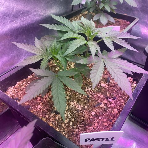Insanity OG growlog timeline photo
