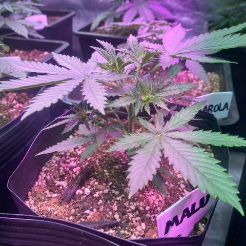 Mimosa x Orange Punch growlog timeline photo