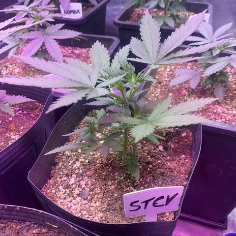 Mimosa x Orange Punch growlog timeline photo