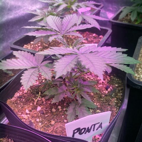 Mimosa x Orange Punch growlog timeline photo
