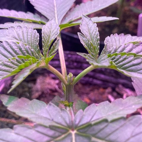 Slurricane #7 S1 growlog timeline photo