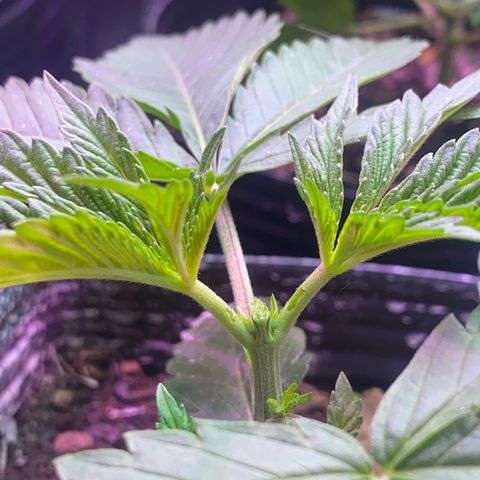 Slurricane #7 S1 growlog timeline photo