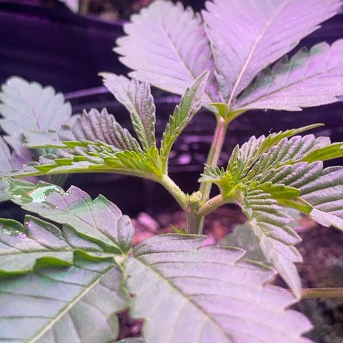 Slurricane #7 S1 growlog timeline photo
