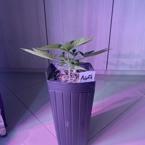 Slurricane #7 S1 growlog timeline photo