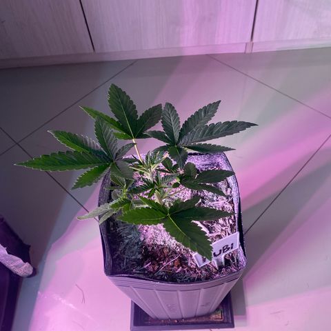 Slurricane #7 S1 growlog timeline photo