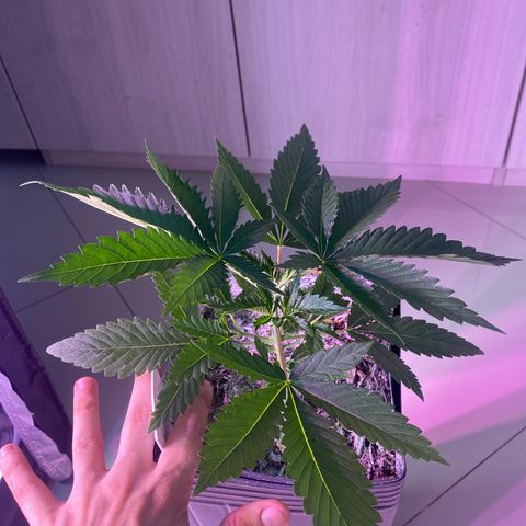 Slurricane #7 S1 growlog timeline photo