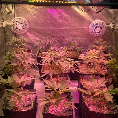 Slurricane #7 S1 growlog photo: Apenas 3 são Slurricane. #registro de ambiente 