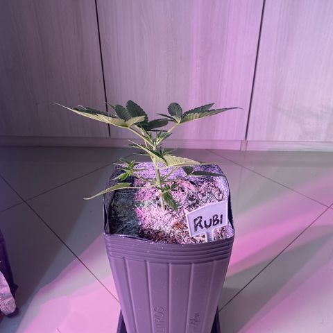 Slurricane #7 S1 growlog timeline photo