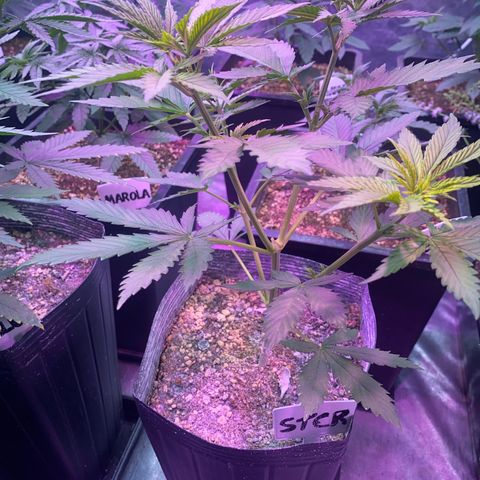 Mimosa x Orange Punch growlog timeline photo