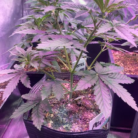 Mimosa x Orange Punch growlog timeline photo
