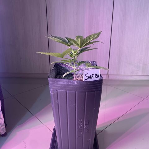 Slurricane #7 S1 growlog timeline photo