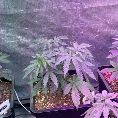 Insanity OG growlog timeline photo