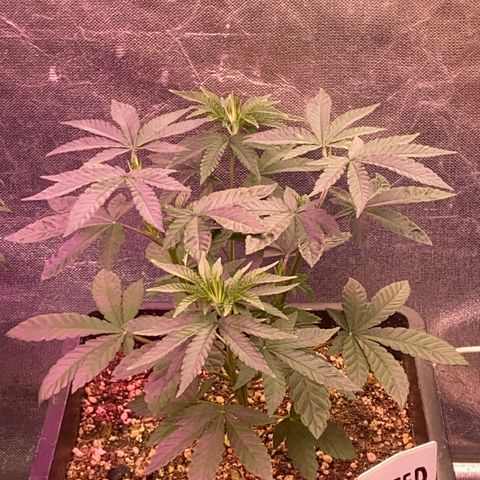 Insanity OG growlog timeline photo