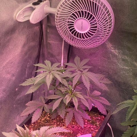 Insanity OG growlog timeline photo