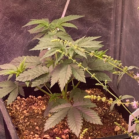 Insanity OG growlog timeline photo