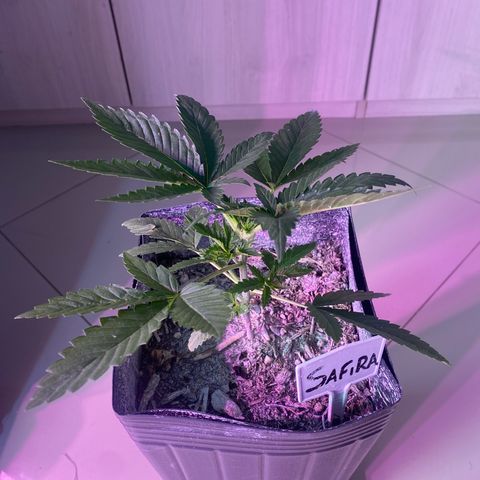 Slurricane #7 S1 growlog timeline photo