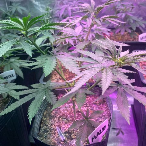 Mimosa x Orange Punch growlog timeline photo