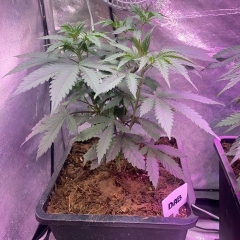 Insanity OG growlog timeline photo