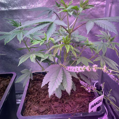 Insanity OG growlog timeline photo