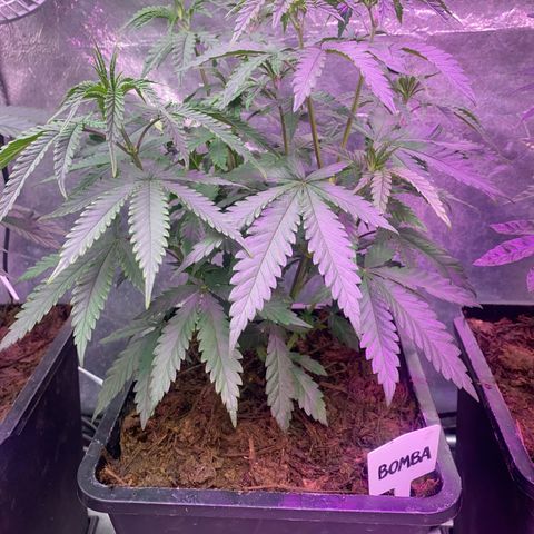 Insanity OG growlog timeline photo
