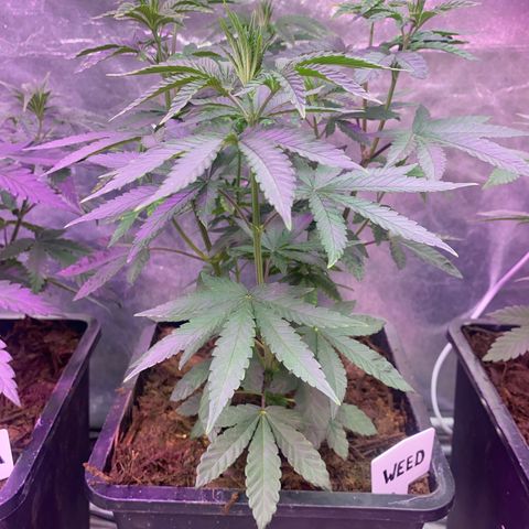 Insanity OG growlog timeline photo