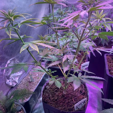 Mimosa x Orange Punch growlog timeline photo