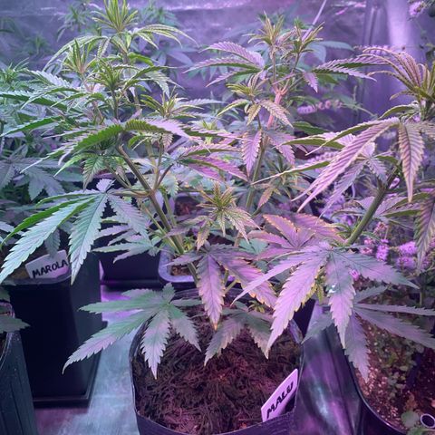 Mimosa x Orange Punch growlog timeline photo