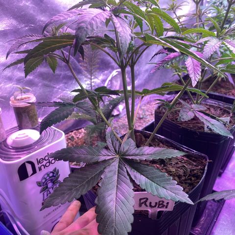 Slurricane #7 S1 growlog timeline photo