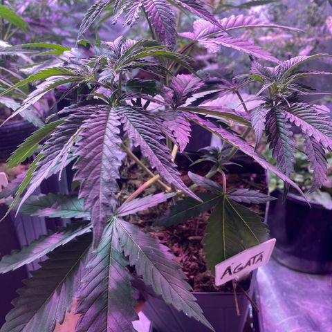Slurricane #7 S1 growlog timeline photo