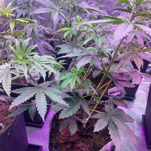 Mimosa x Orange Punch growlog timeline photo
