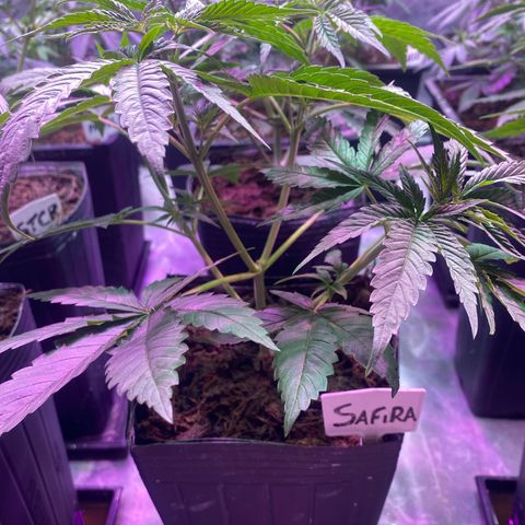 Slurricane #7 S1 growlog timeline photo