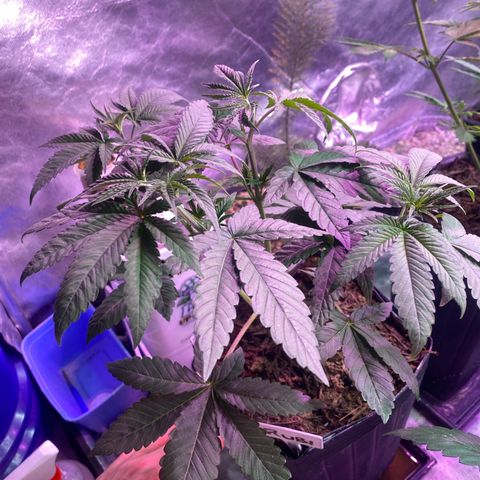 Slurricane #7 S1 growlog timeline photo