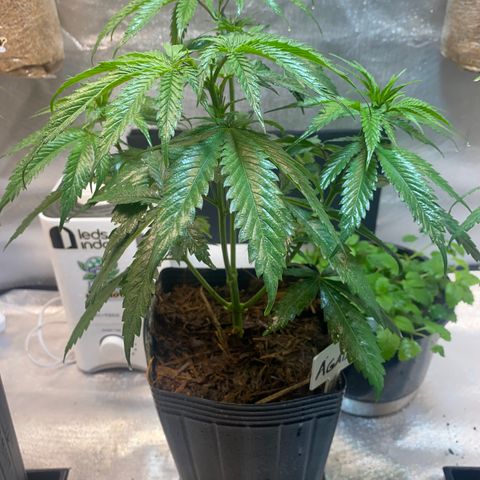 Slurricane #7 S1 growlog timeline photo