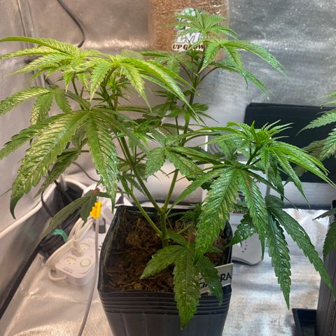 Slurricane #7 S1 growlog timeline photo