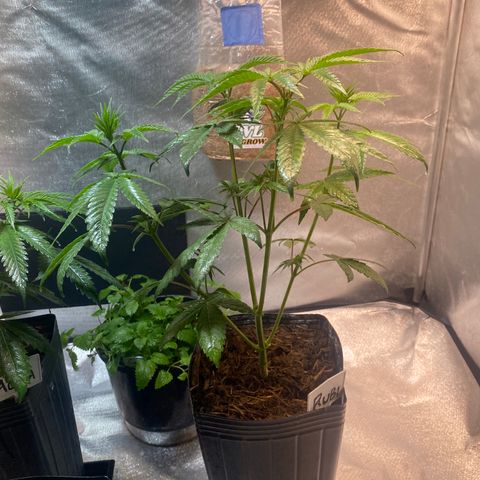 Slurricane #7 S1 growlog timeline photo