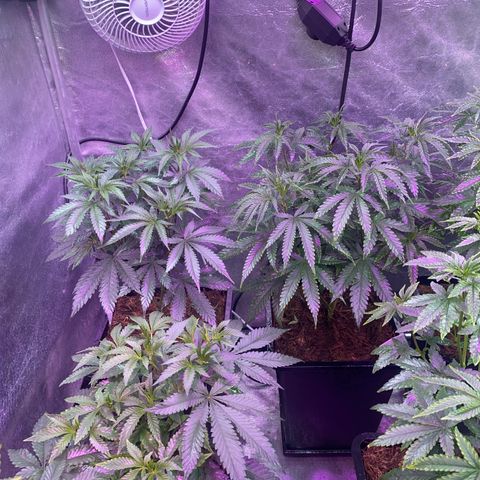 Insanity OG growlog timeline photo