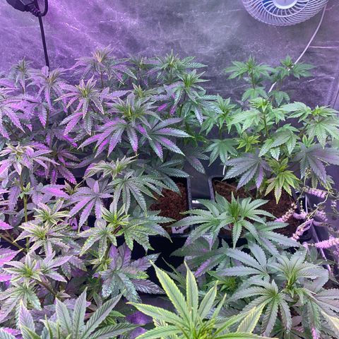 Insanity OG growlog timeline photo